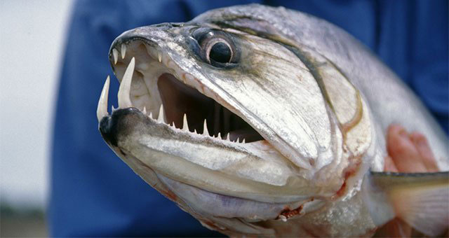8 Fish with Teeth You Don’t Want to Lip