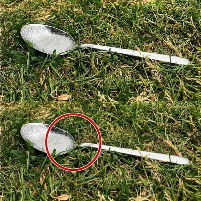 Here’s Why You Should Put A Spoonful Of Sugar In Your Backyard