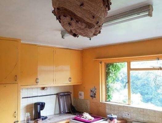 Large Asian Hornet nests found in abandoned house promoting fresh warnings