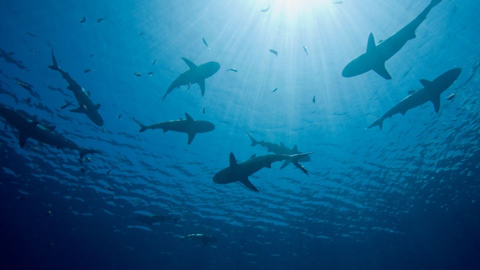 Young Boy Attacked By Sharks In Bahamas After Tourists Threw Food In Water