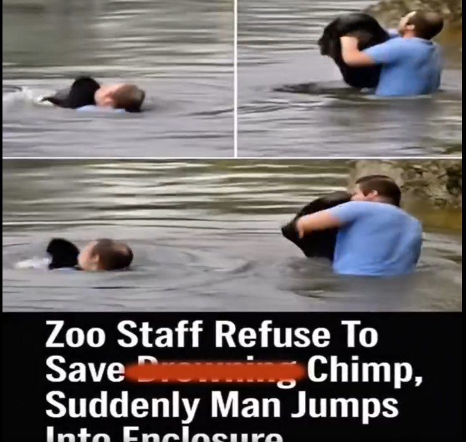 Truck driver jumped into forbidden zoo enclosure to rescue a drowning Chimp when no one else would