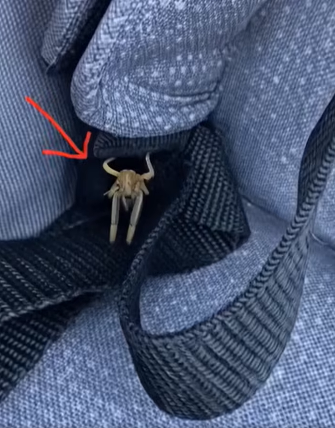 What Are These Strange Objects on My Car? The Surprising Truth Revealed…